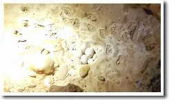 �P�C�u�p�[��