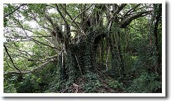 武名のガジュマル