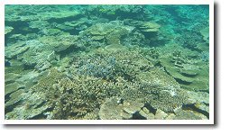 珊瑚