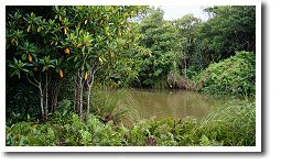 ��r�̃I�q���M�Q��