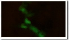 ����L�m�R