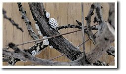 ����L�m�R