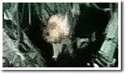 ダイトウオオコウモリ