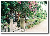 �M���̏��X