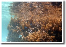 ���{�C��