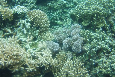 �T���N�`���A��