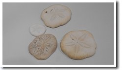 �X�J�V�J�V�p��